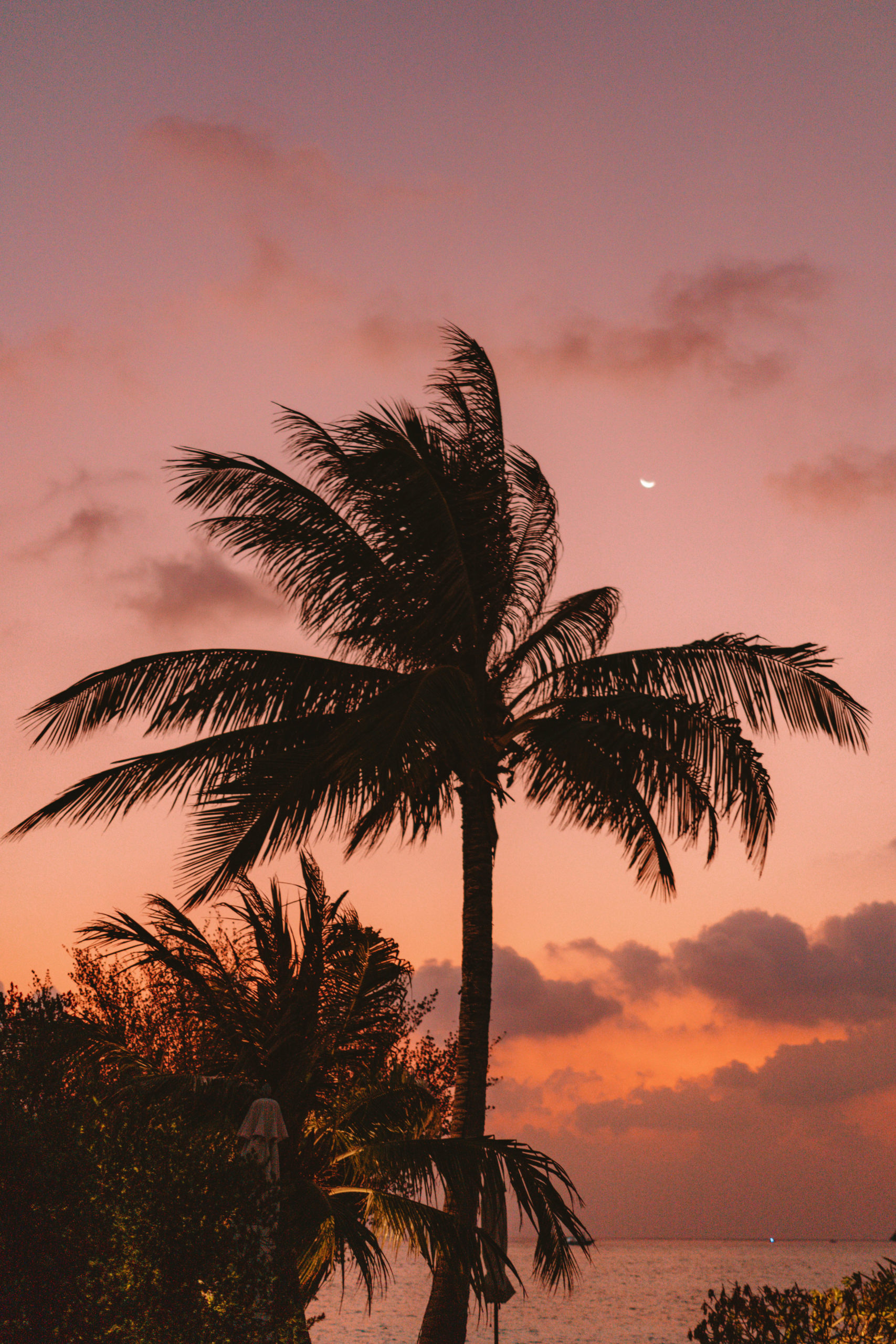 Como Cocoa palm tree at sunset