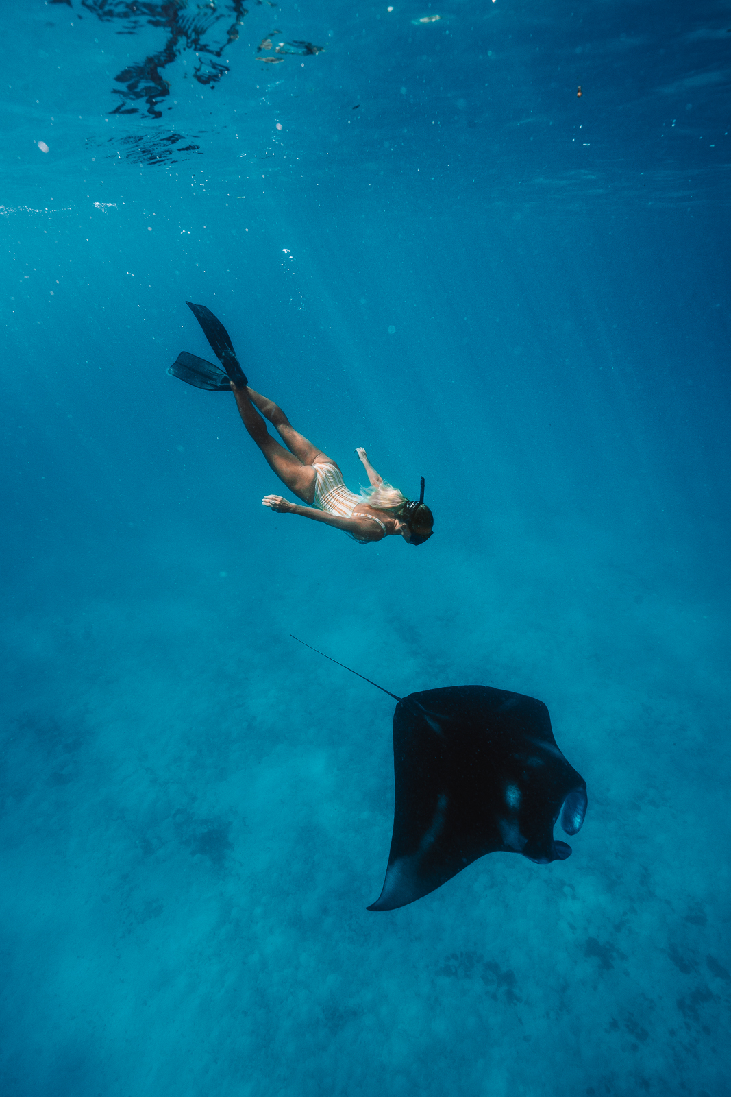 swimming with manta ray at constance halaveli