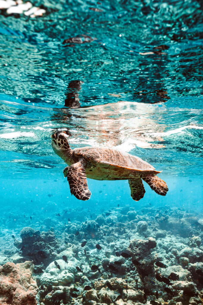 One & Only Reethi Rah turtle swimming
