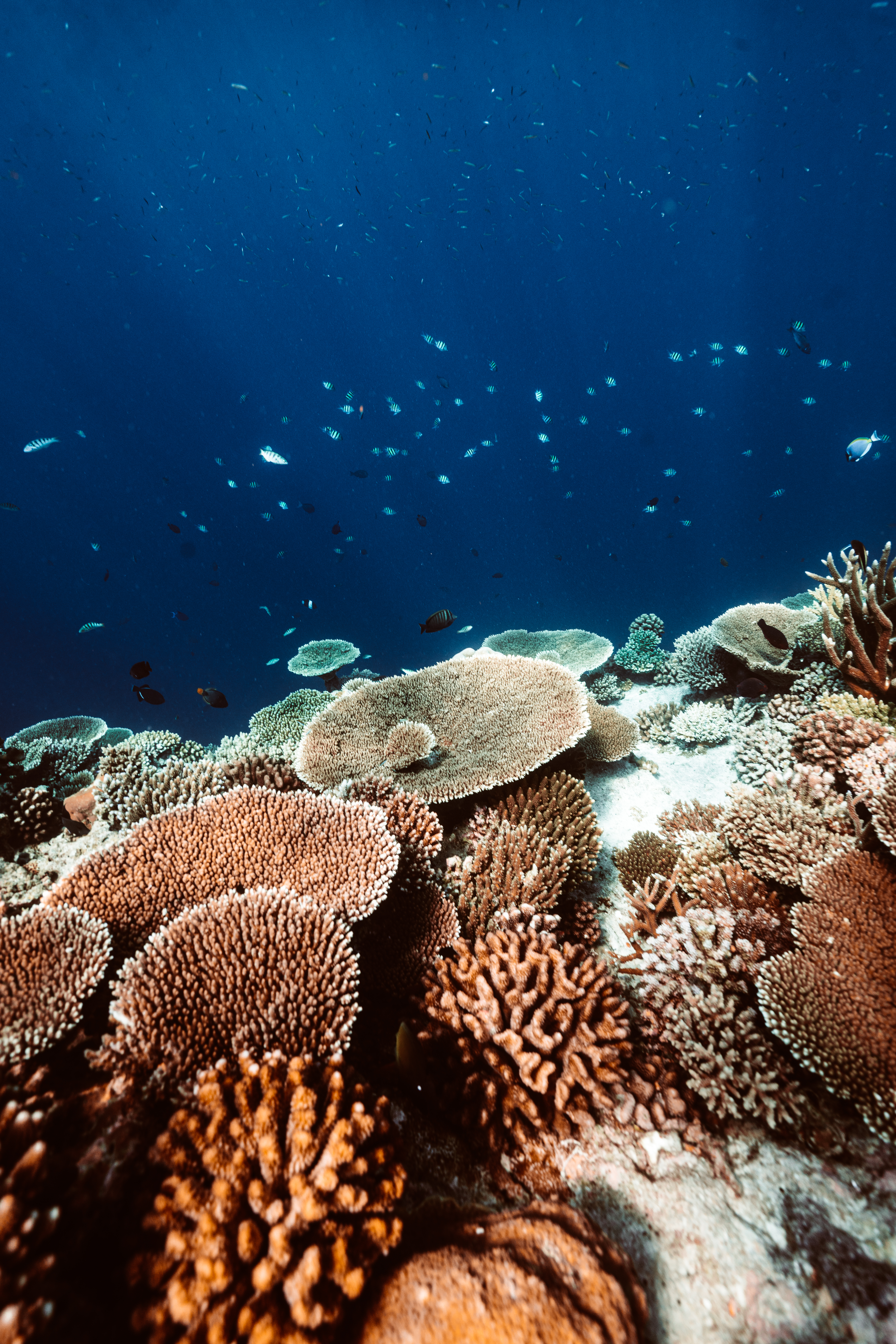 coral reef at baglioni