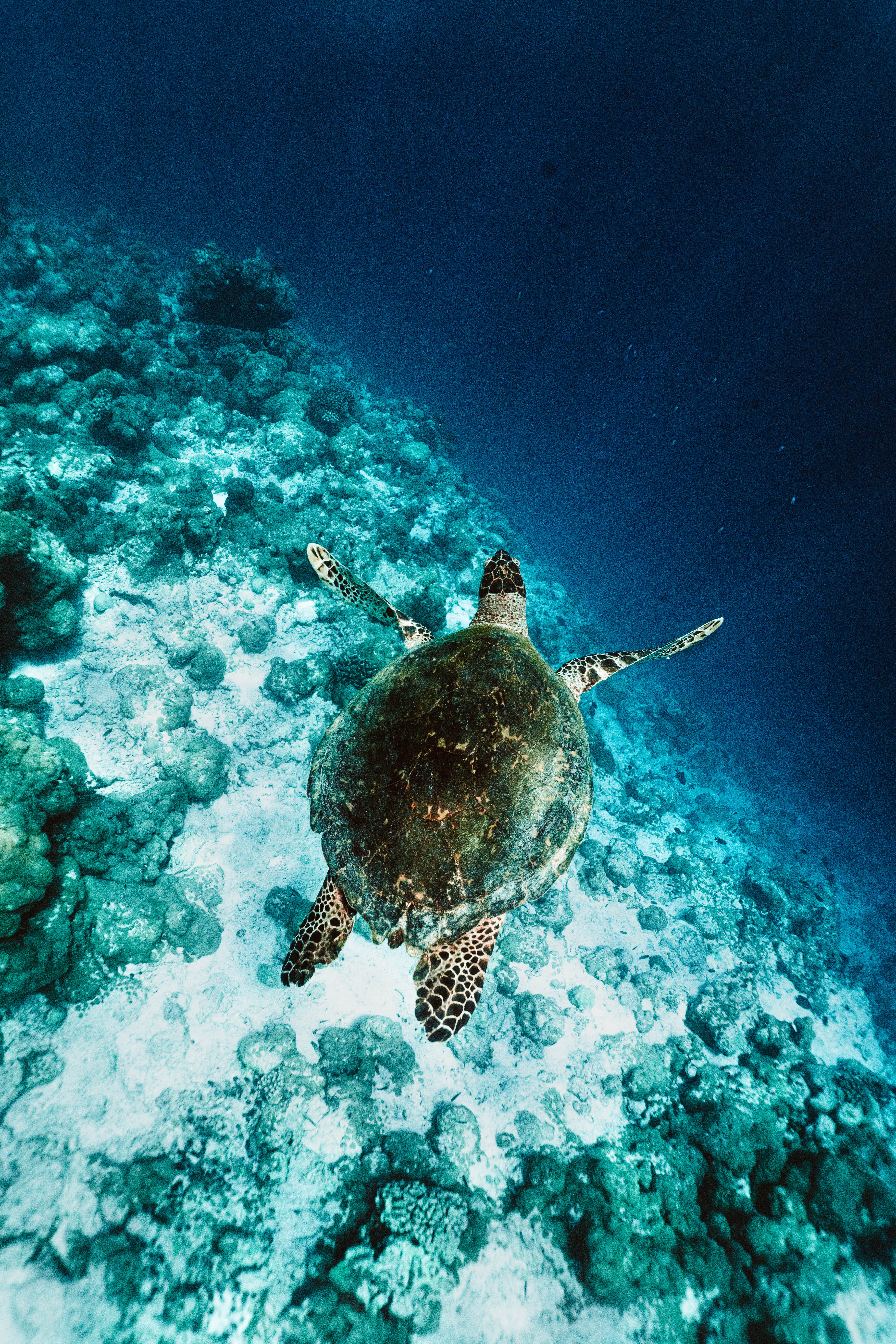 sea turtle swimming in Maldives