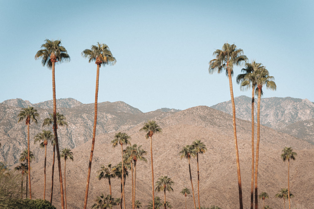 Palm Trees with Mountain Range in the distance