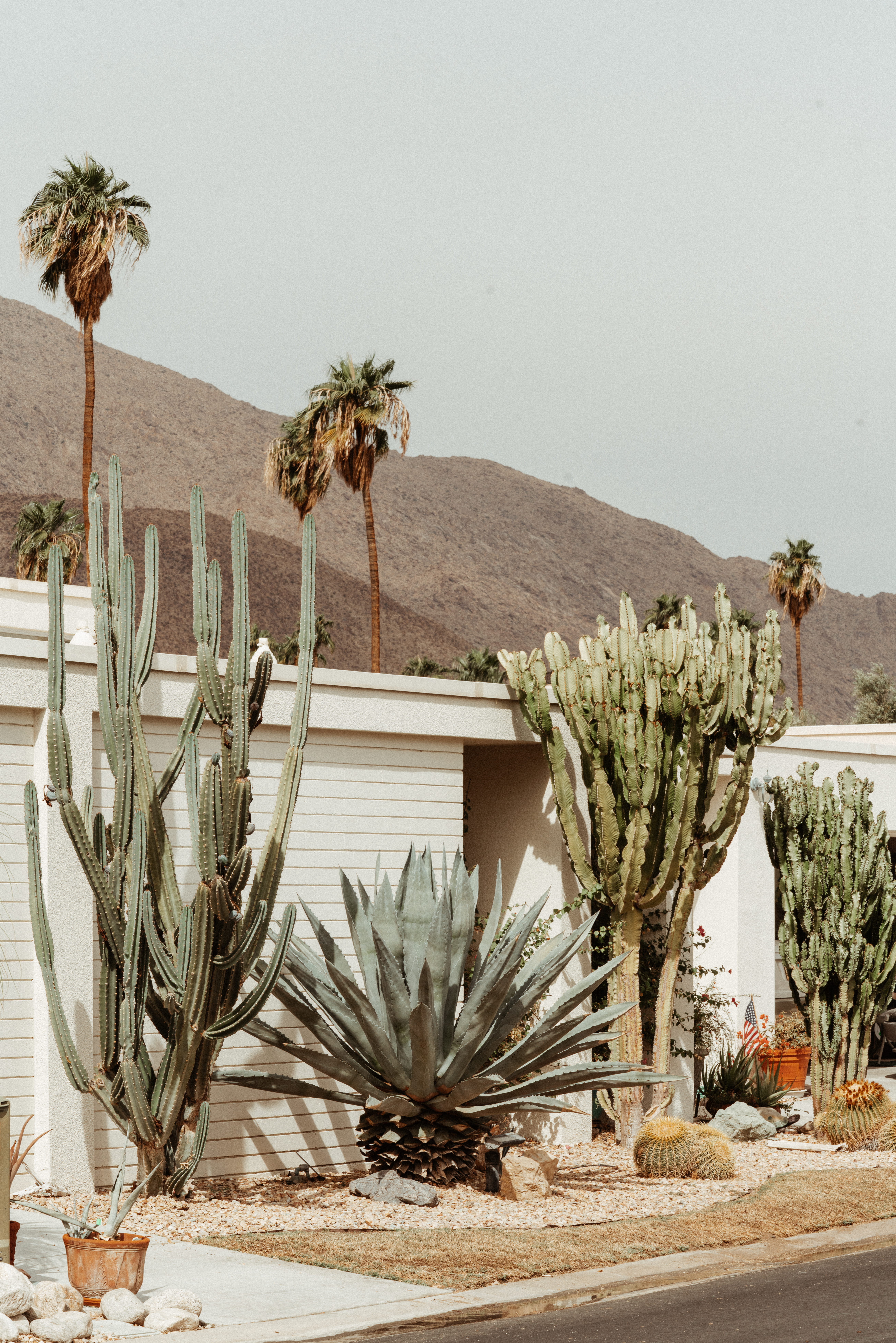 Cactus gardens Palm Springs with an incredible landscape & retro vibe