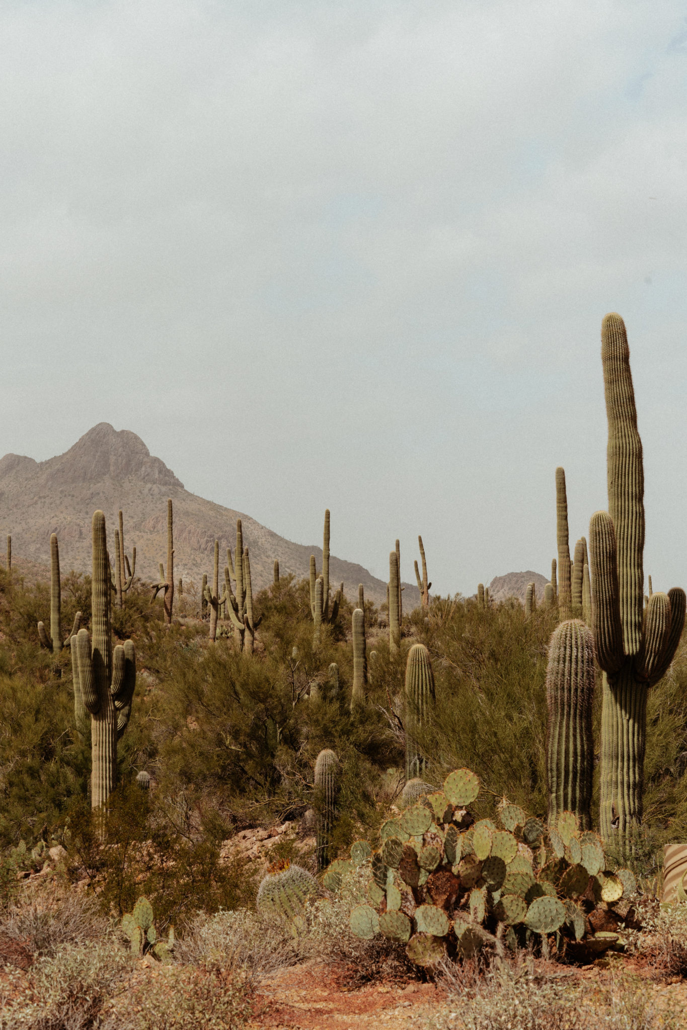 Visiting Saguaro National Park and Tucson, Arizona - saltyluxe.com