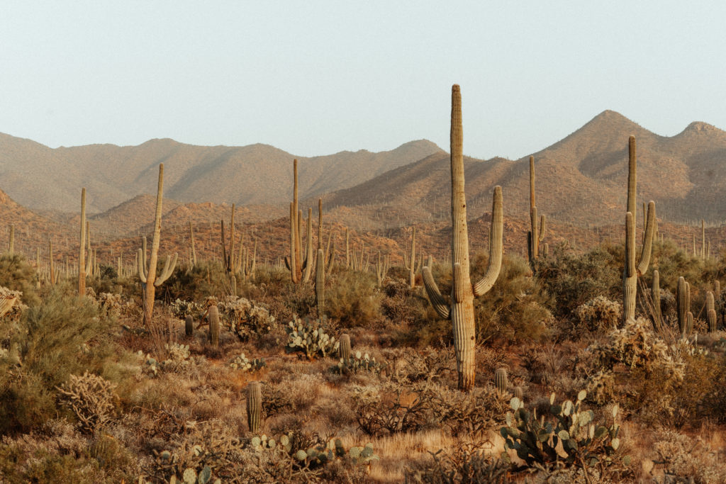 Tucson Saguaro National Park, view of endless cactus 