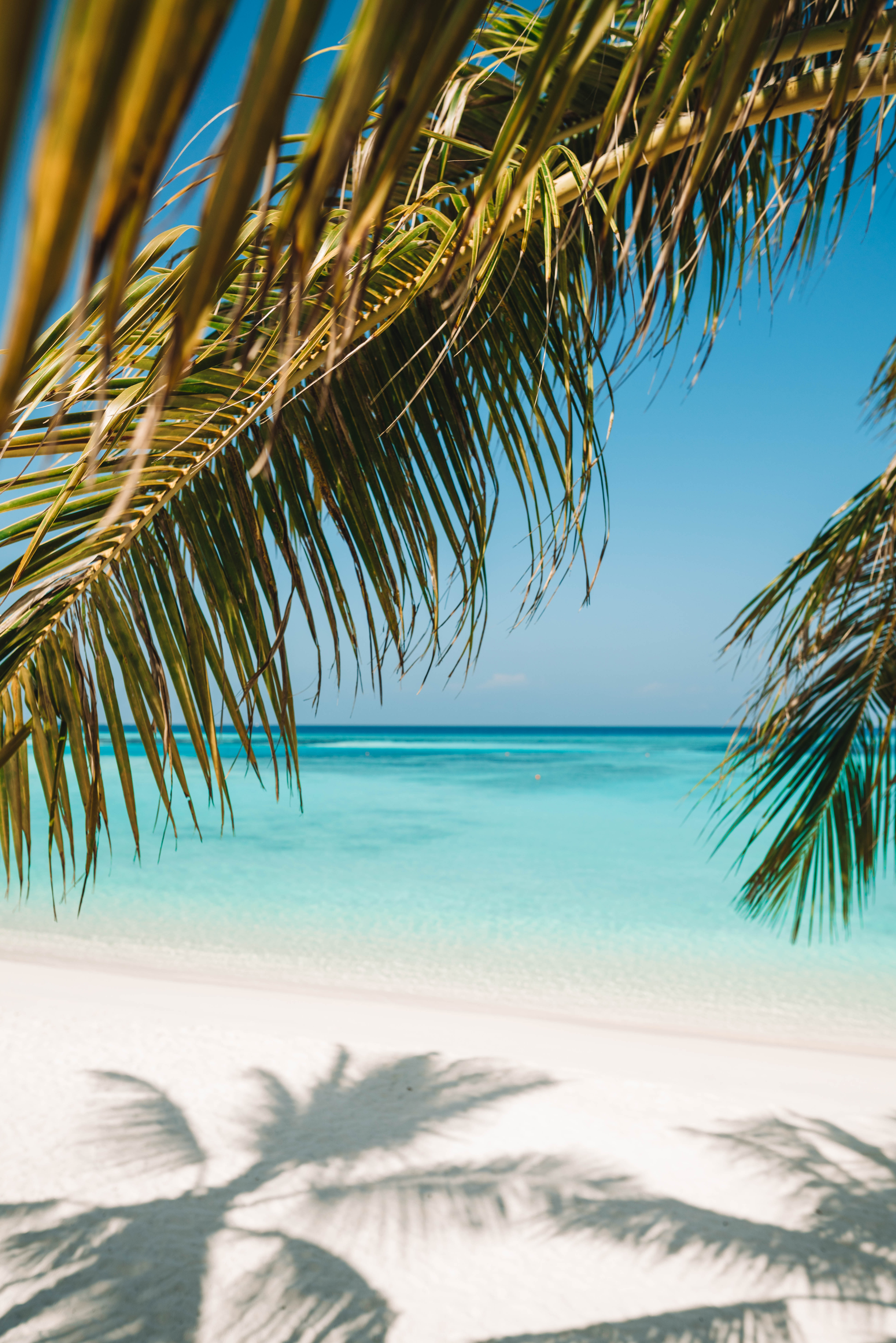 palm tree view of beach