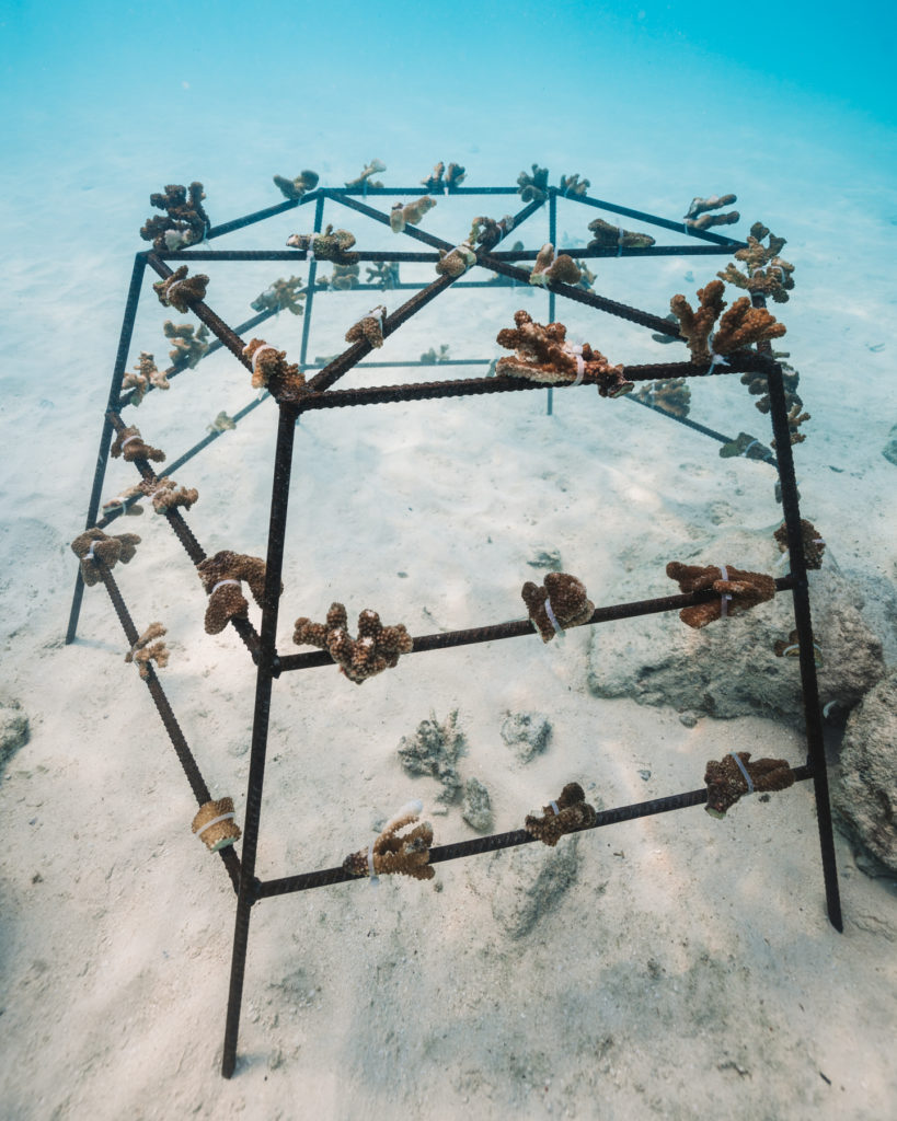 coral nursery structure