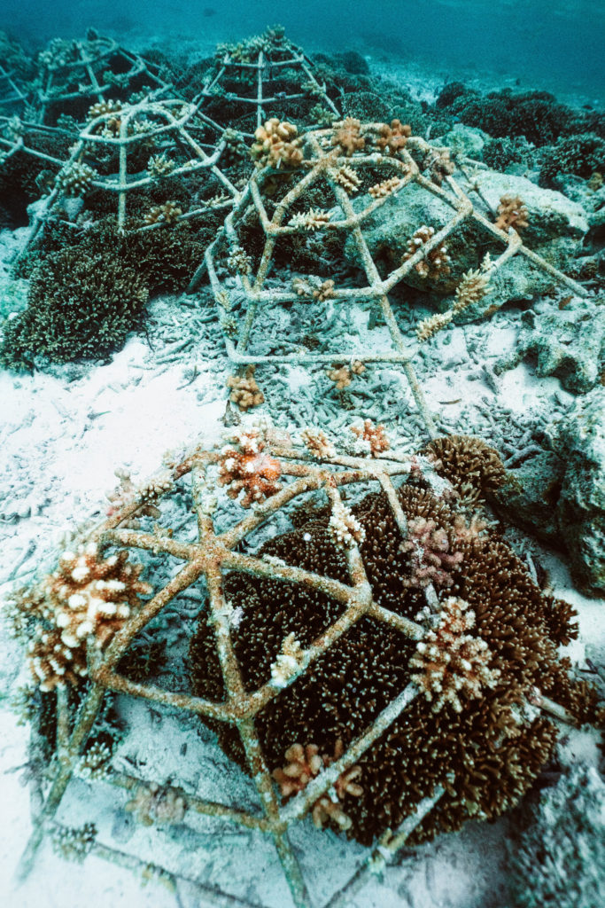 coral planting at Four Seasons Kuda Huraa