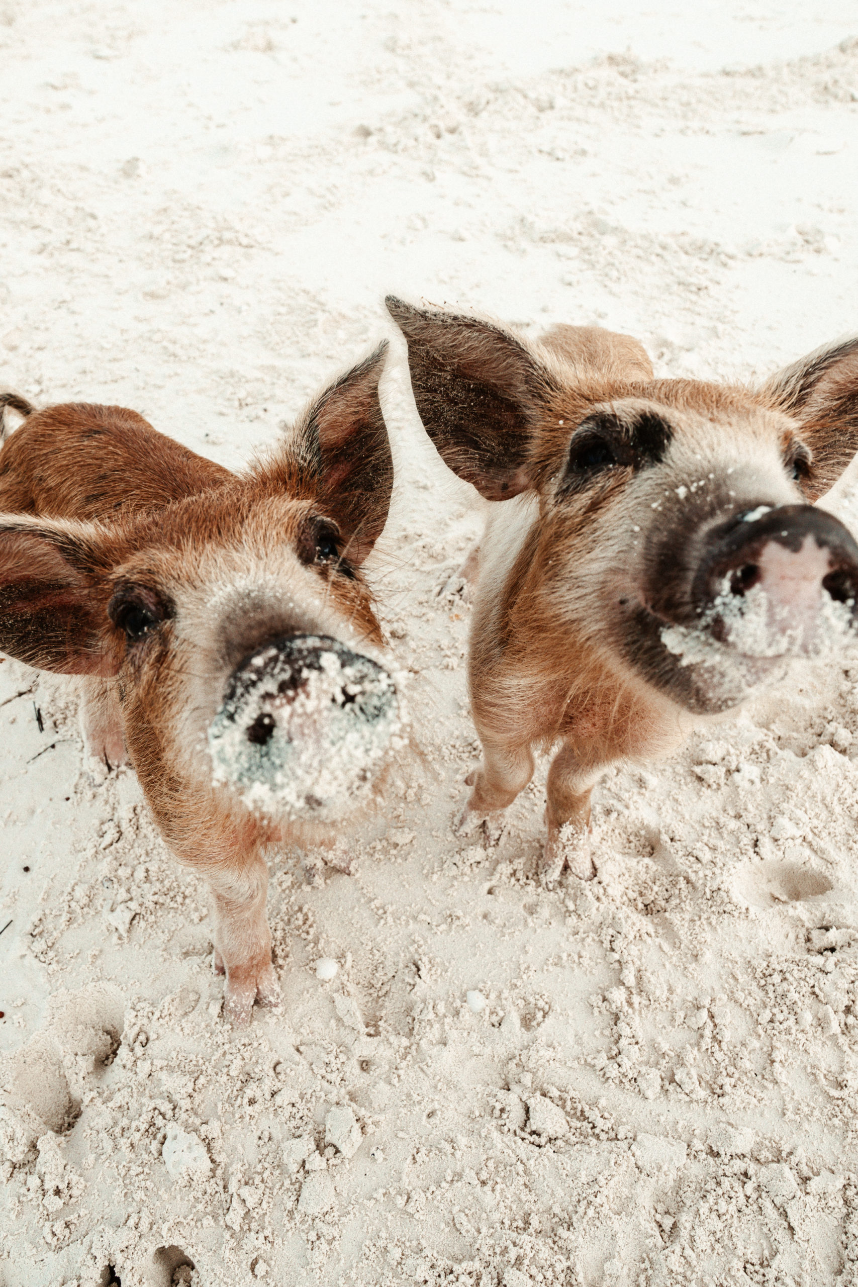 piglets at pig island bahamas