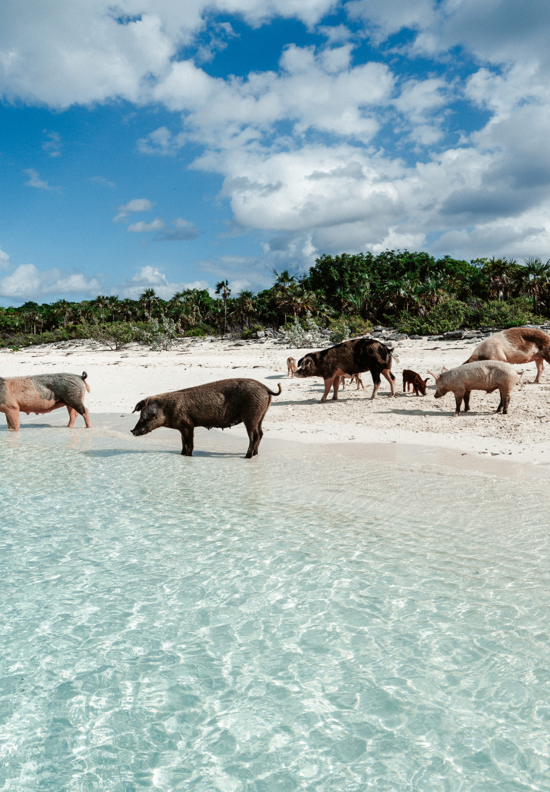 pigs at pig island bahamas