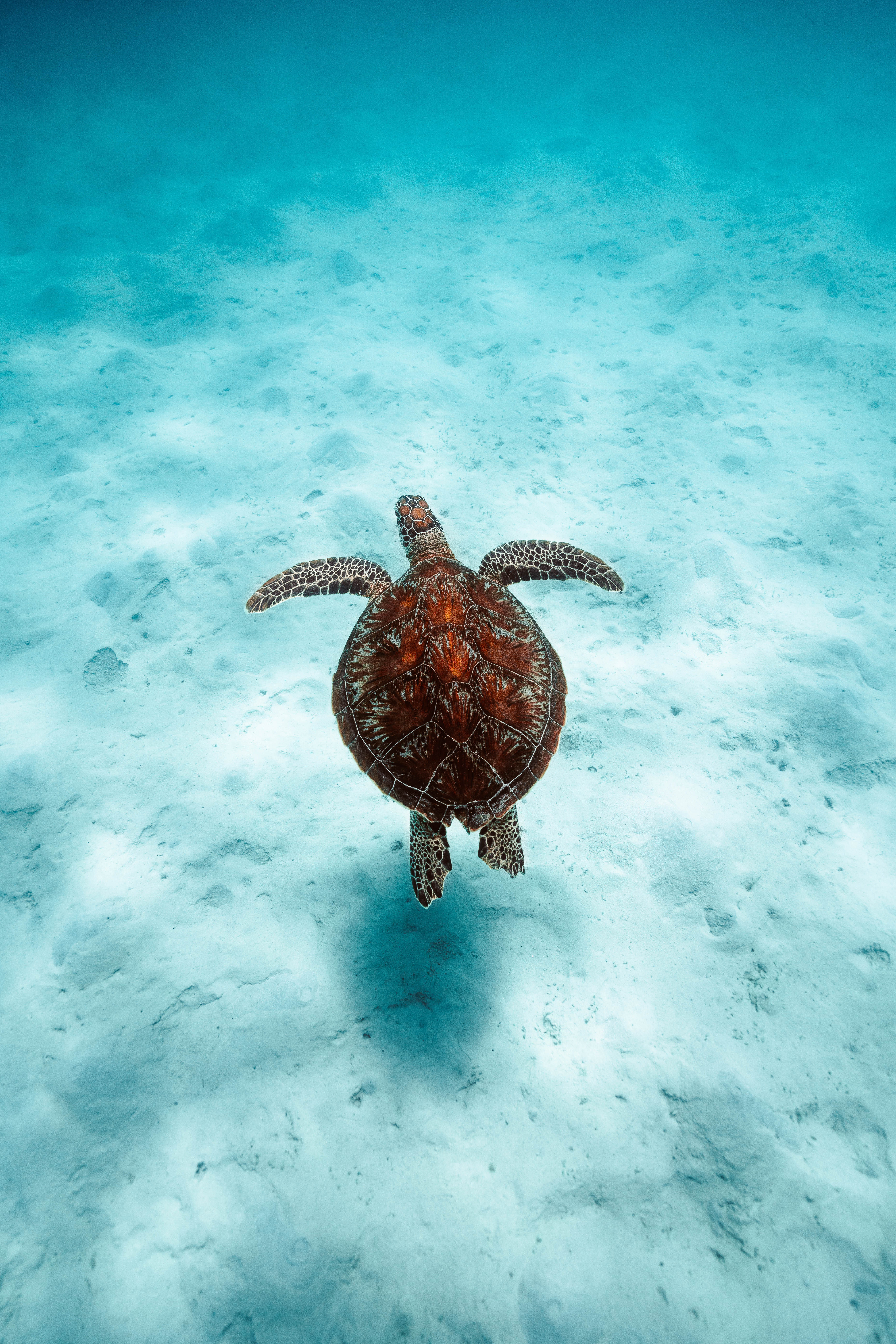 Turtle at the reef