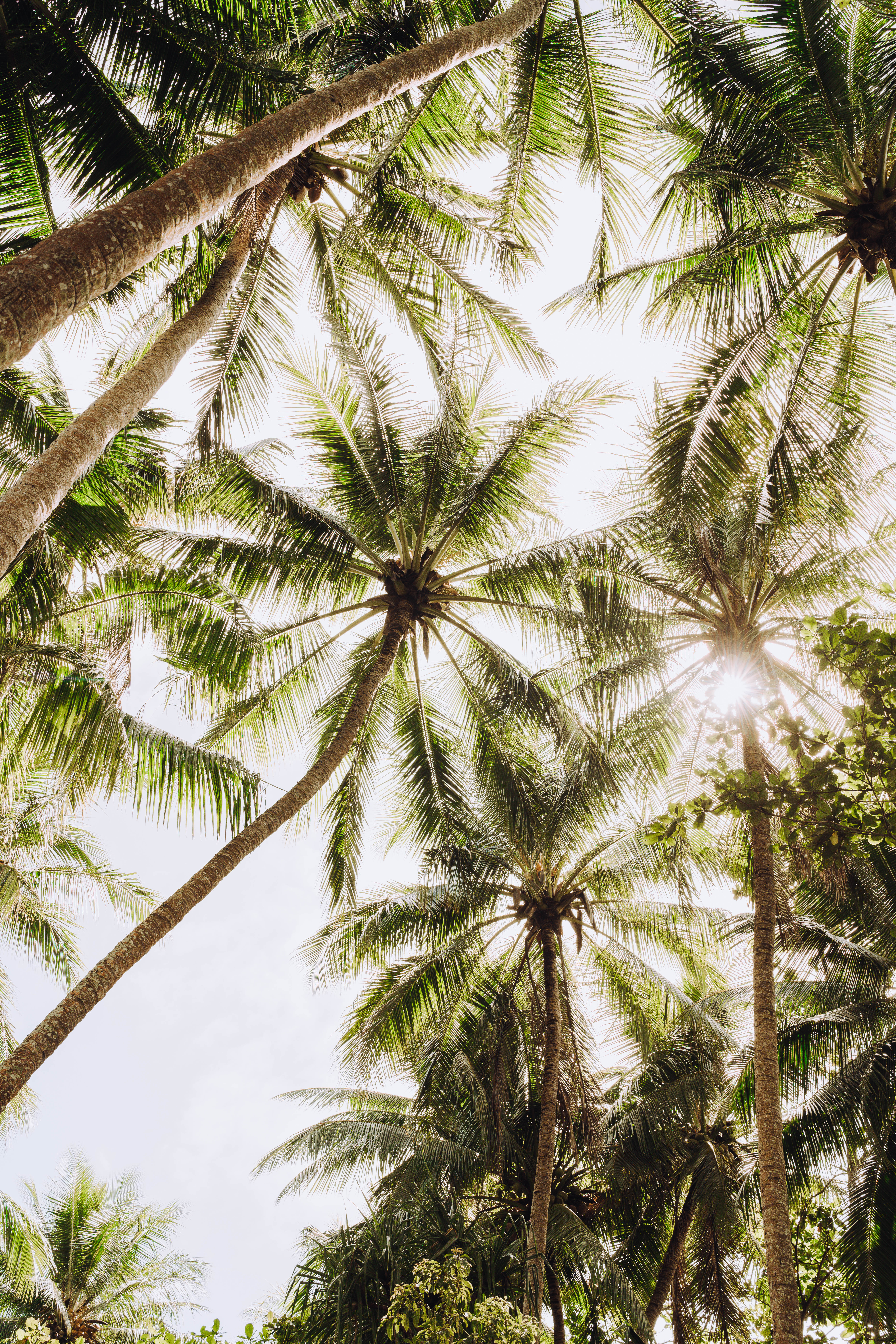 palm trees in australia