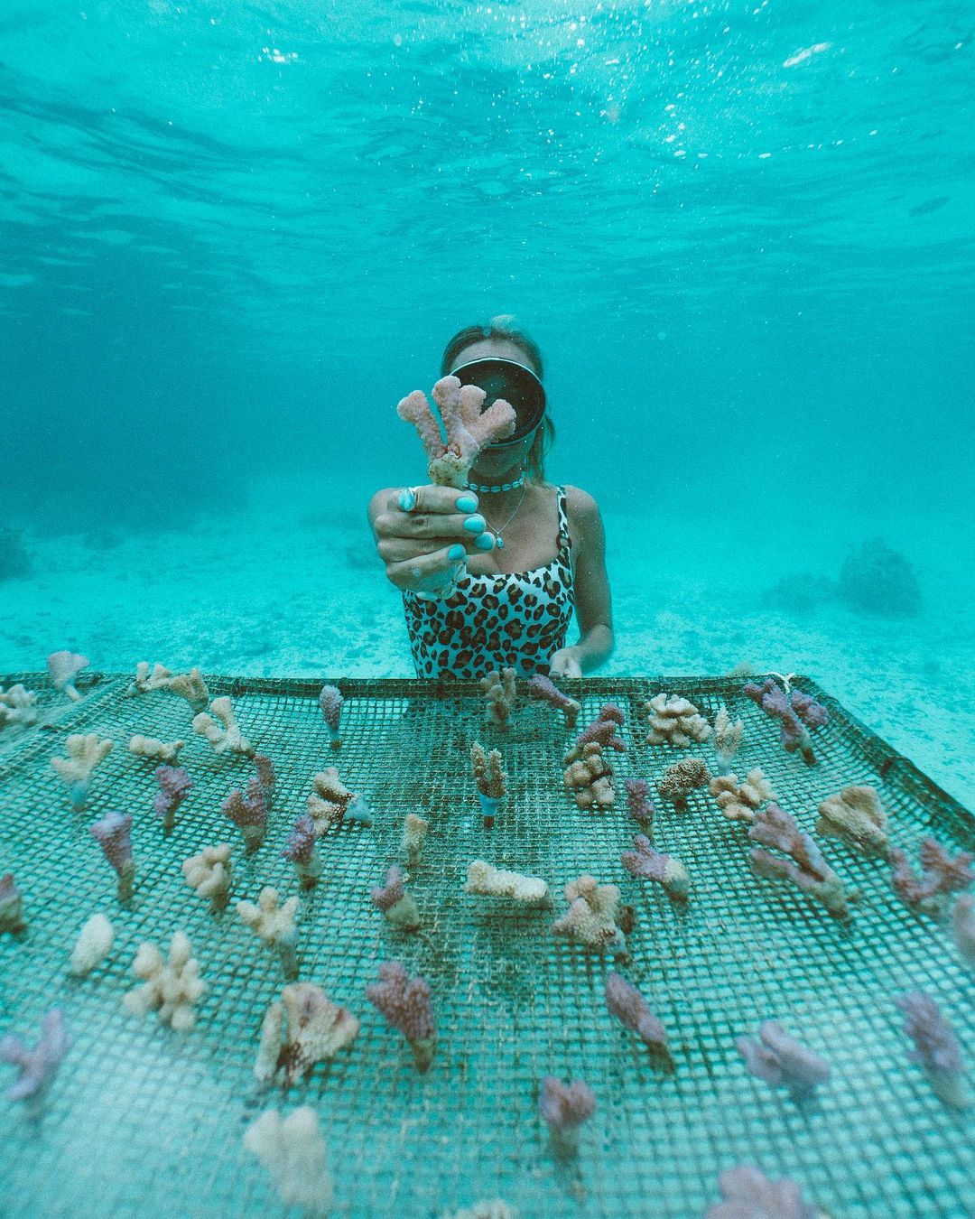 Sarah planting coral underwater 
