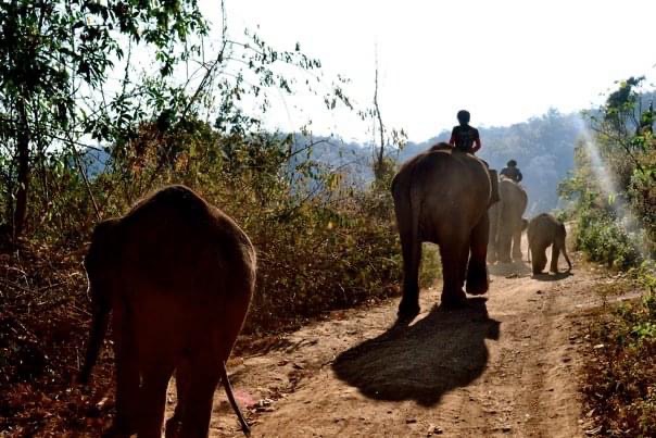 Living in Burma with a Hill Tribe, working on an elephant conservation project.