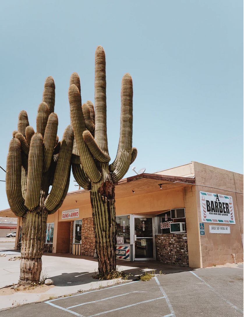Barbershop with cactus image - Salty Luxe print
