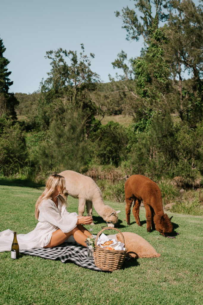 A woman in white sitting on a black and white rug with a brown picnic basket and two alpacas eating grass nearby. The alpacas are brown and cream coloured