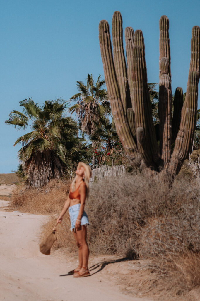 Woman standing next to giant cactus on a walking track.