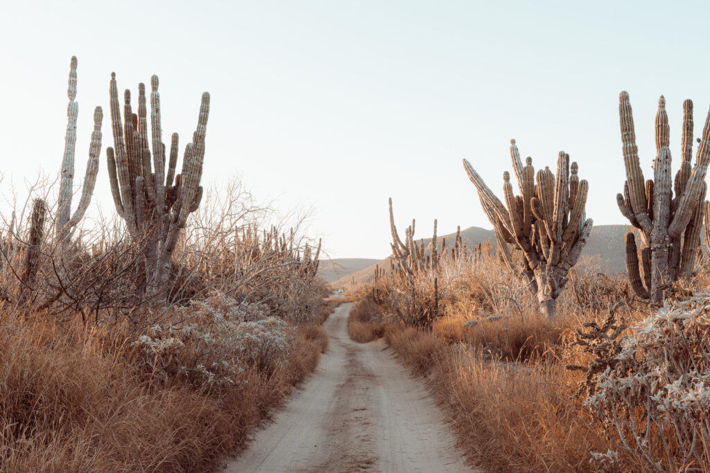 An empty sandy road surrounded by large cacti