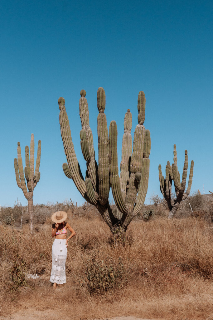 Woman standing next to massive cactus.