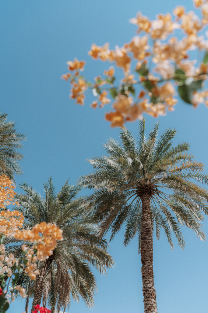 Date palms trees and flowers