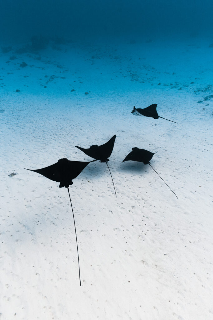 Four eagle rays swimming near the white sandy bottom of the lagoon.