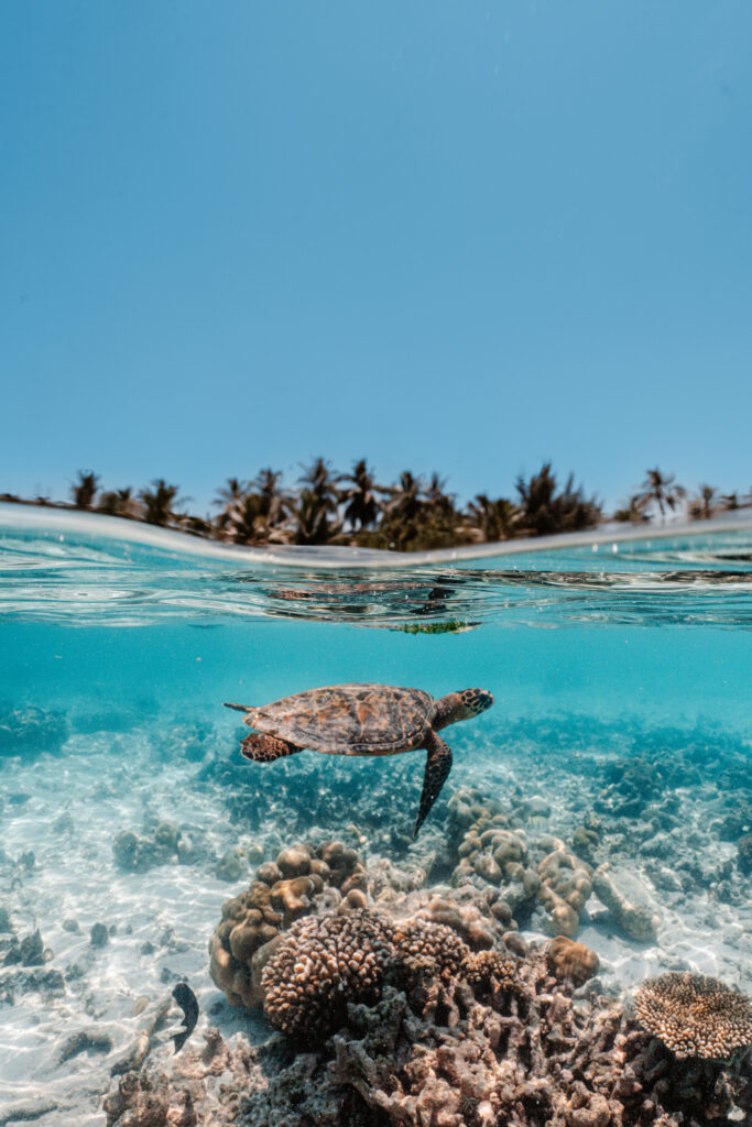 Turtle swimming in clear water over coral reefs