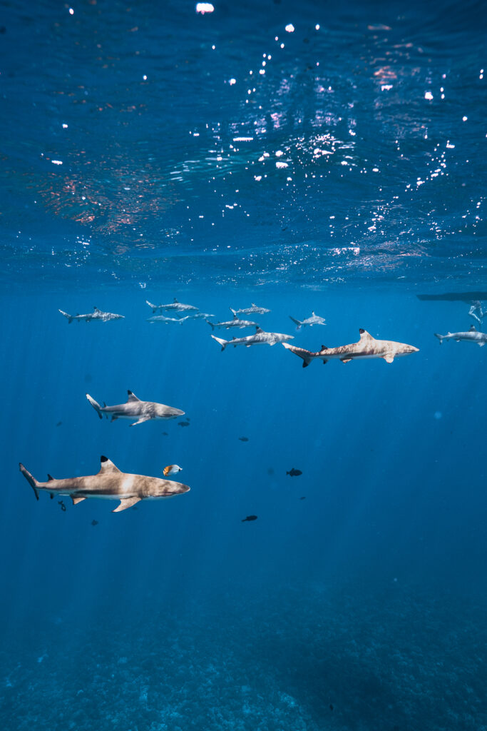12 black tip reef sharks swimming in deep blue waters.