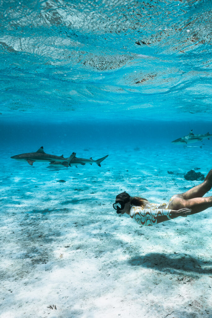 salty luxe swimming with sharks in bora bora, a tropical vacation destination to visit