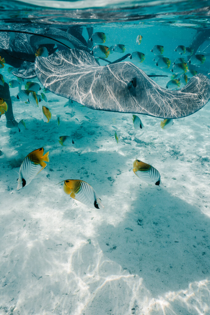 Stingray and tropical fish underwater.
