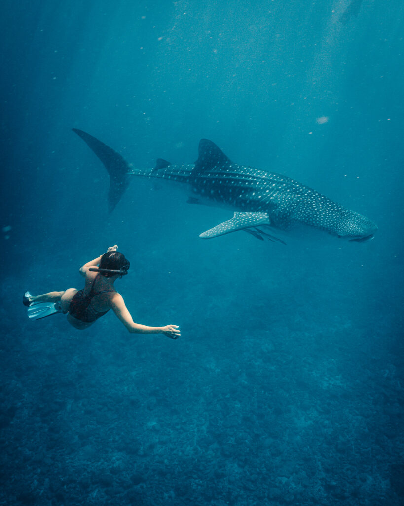Woman snorkelling next to a Whale Shark