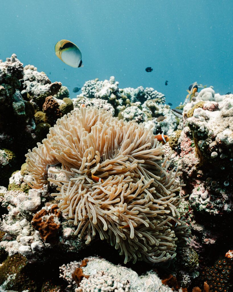 Clown fish in a sea anemone.