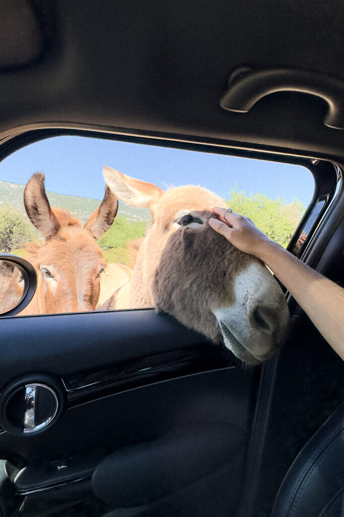 Two donkeys as viewed from inside a car. One donkey is being patted on the face by a woman.