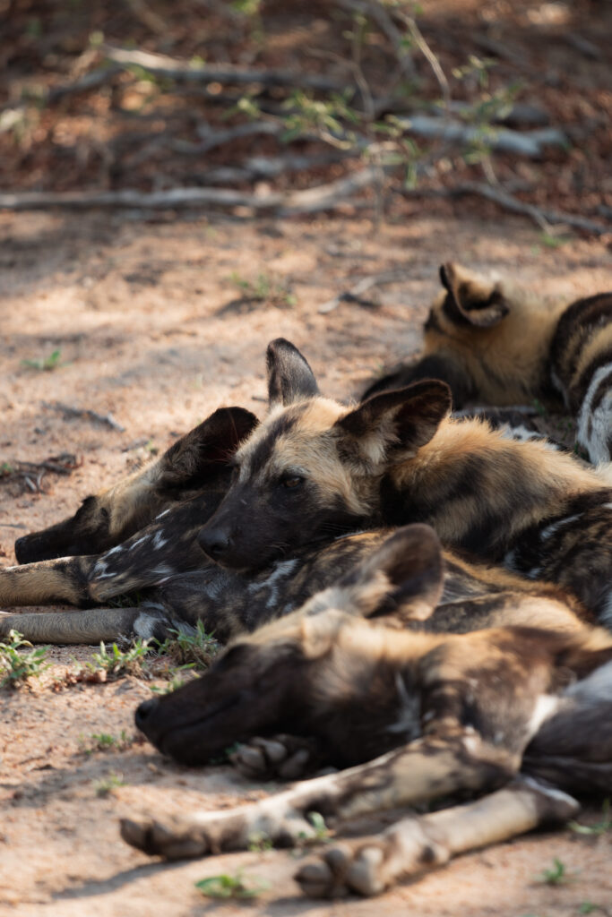 wild african dogs in kruger national park