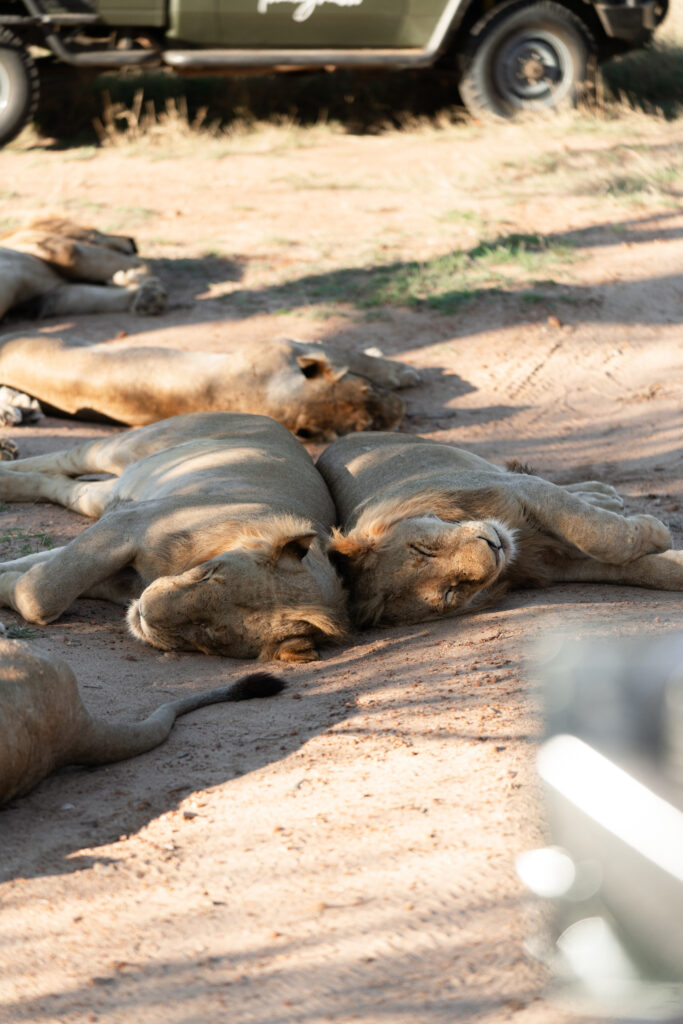 two lions sleeping back to back in kruger national park