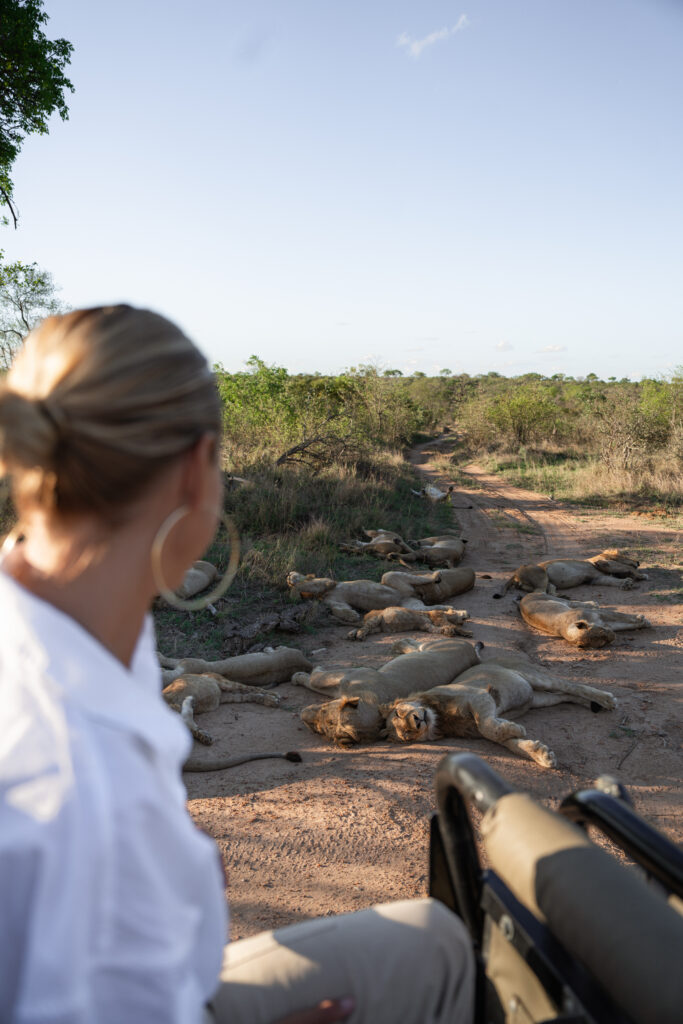 salty luxe watching a pride of lions sleeping in kruger national park