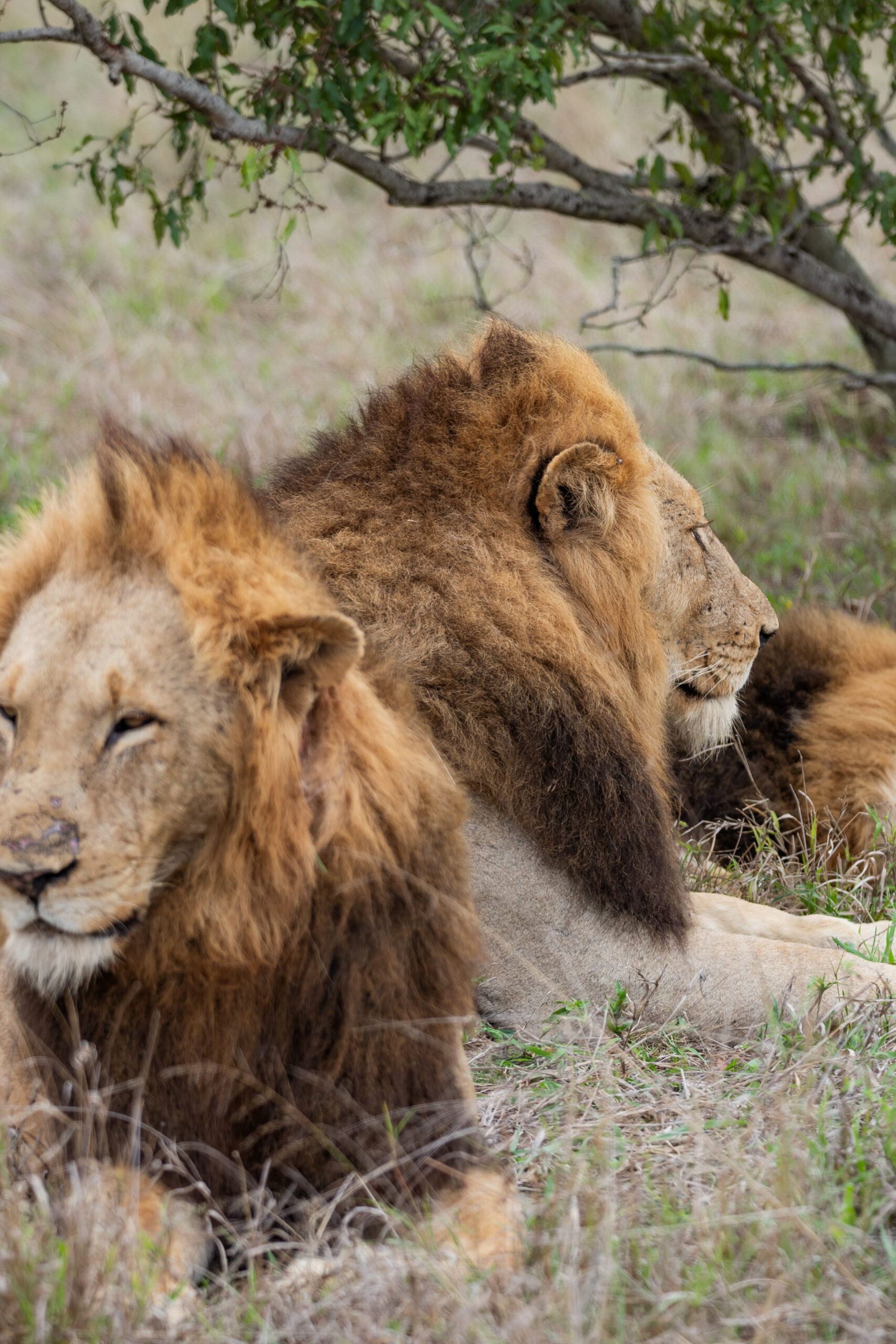 two lions laying down in kruger national park