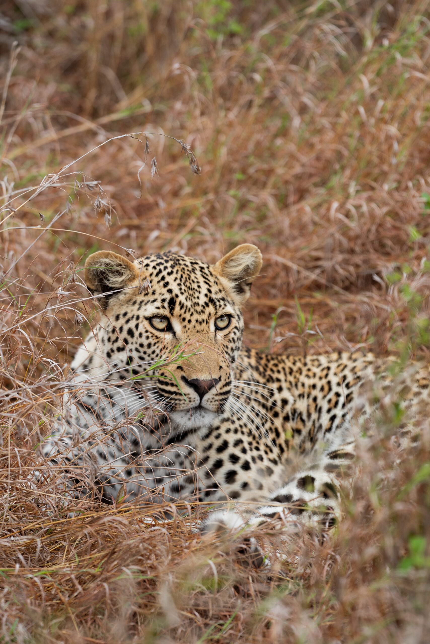 leopard in kruger national park