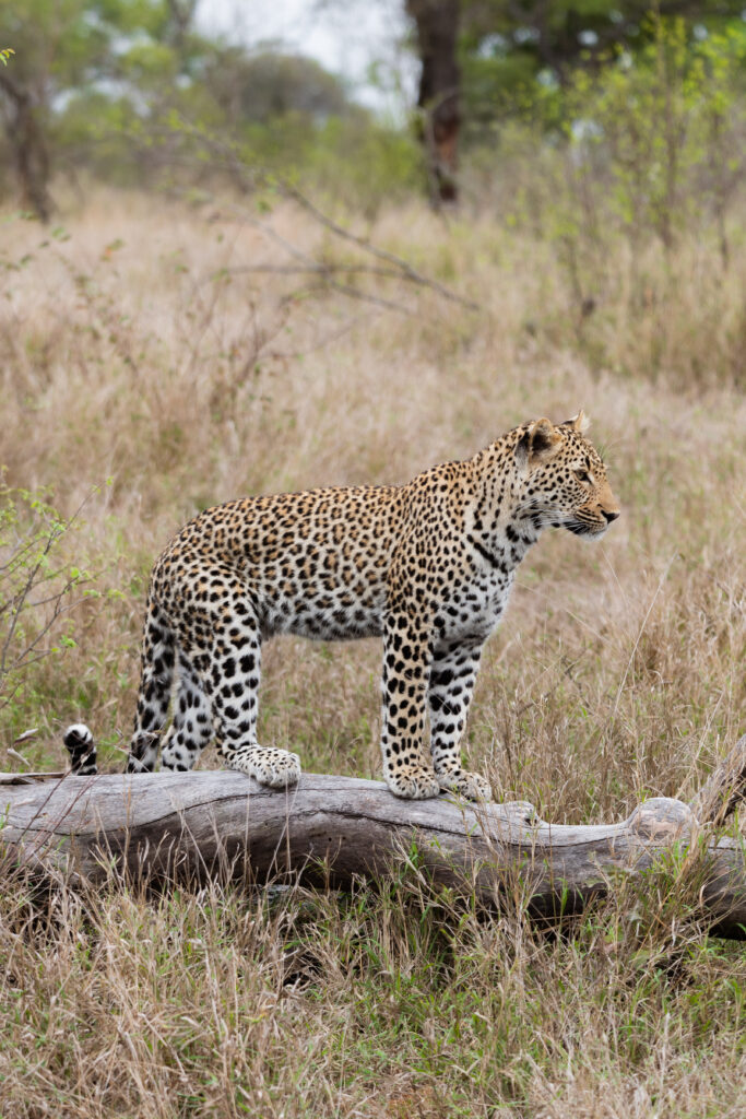 leopard in kruger national park looking to the side