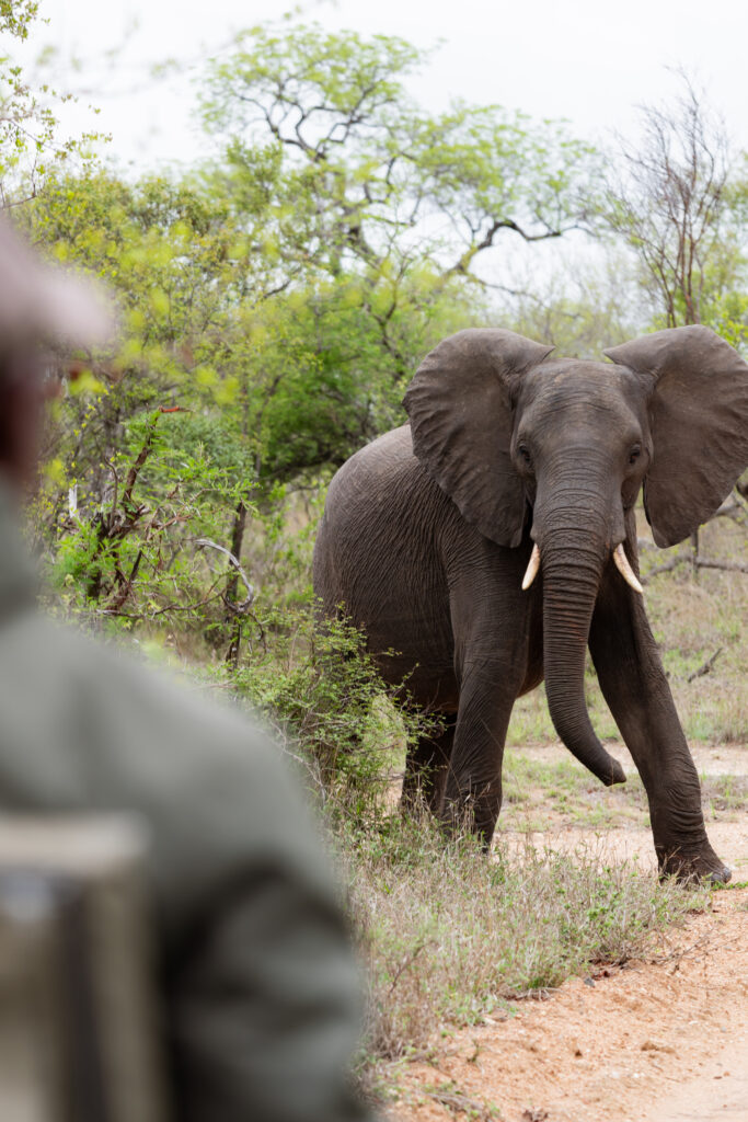 elephant walking towards the safari vehicle in kruger national park