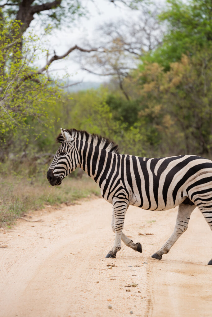 zebra crossing the road in kruger national park