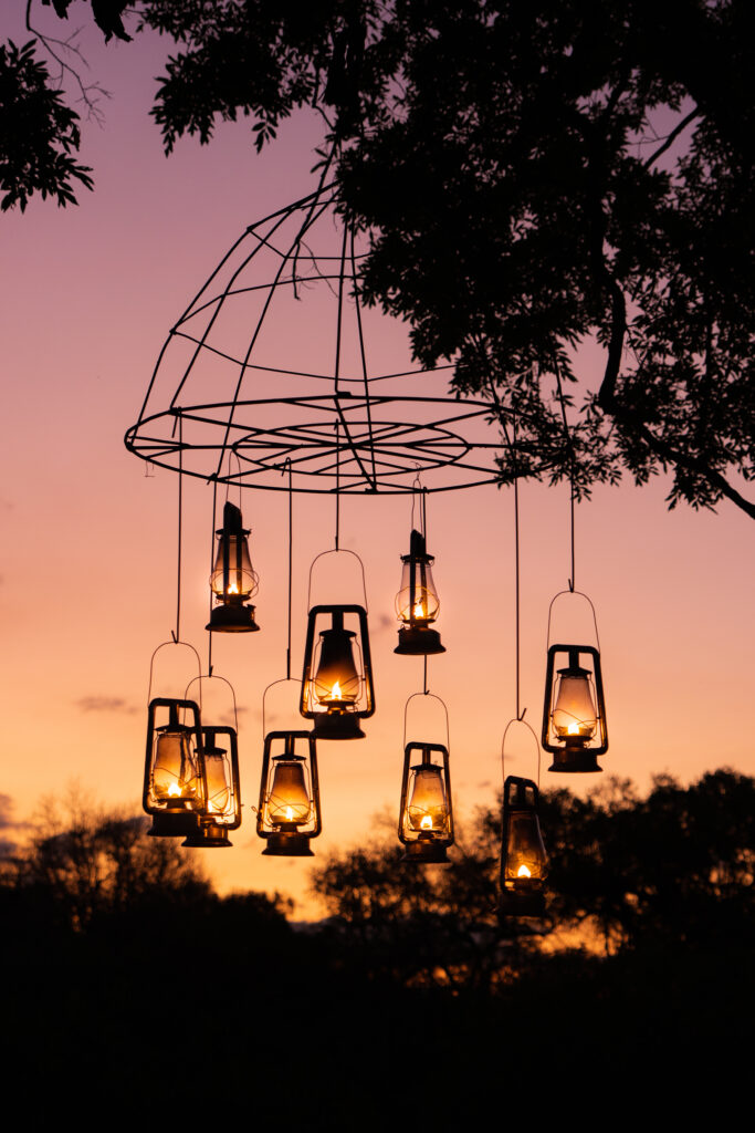 lanterns hung from a tree at sunset at royal malewane