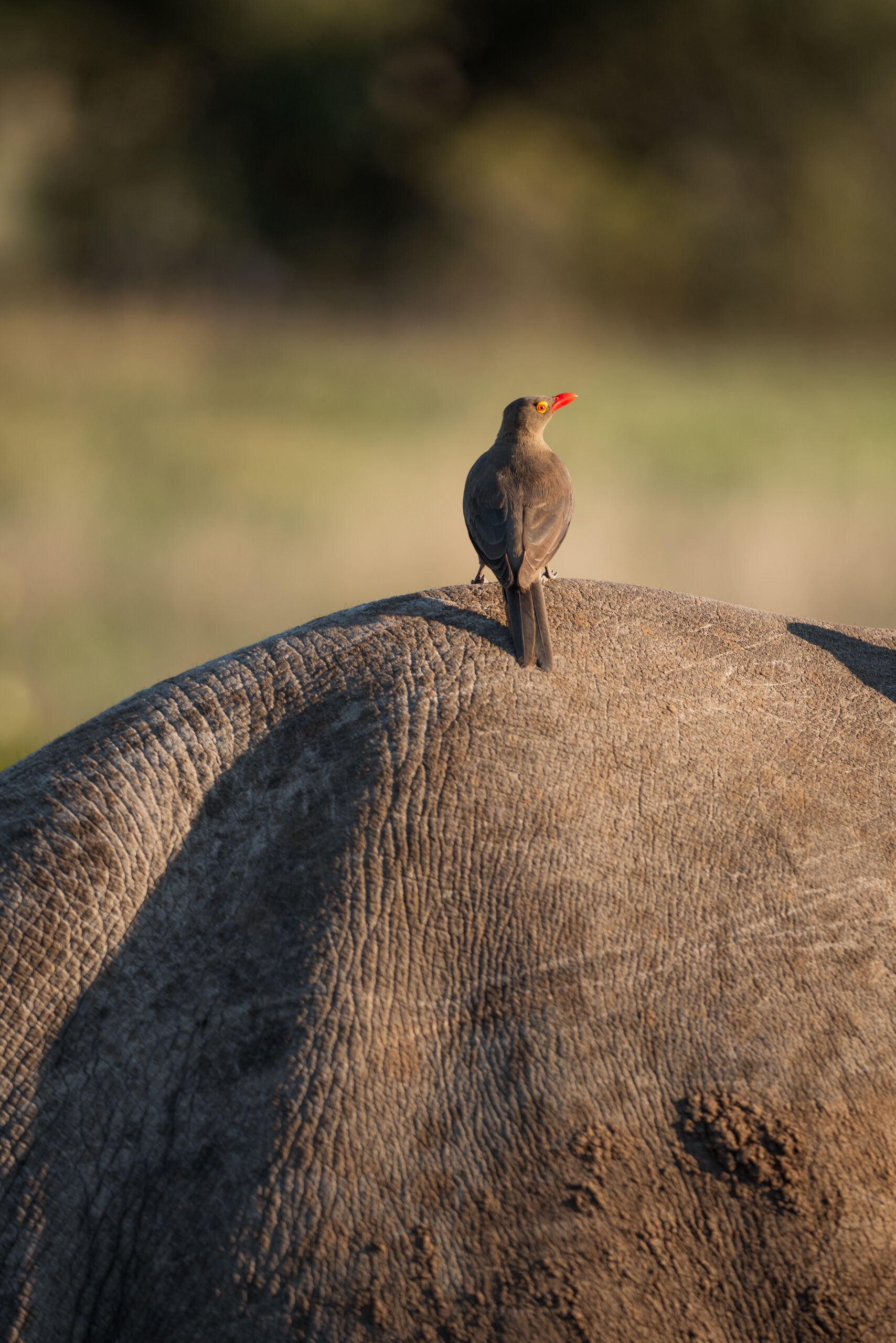 bird on a rhino in kruger national park