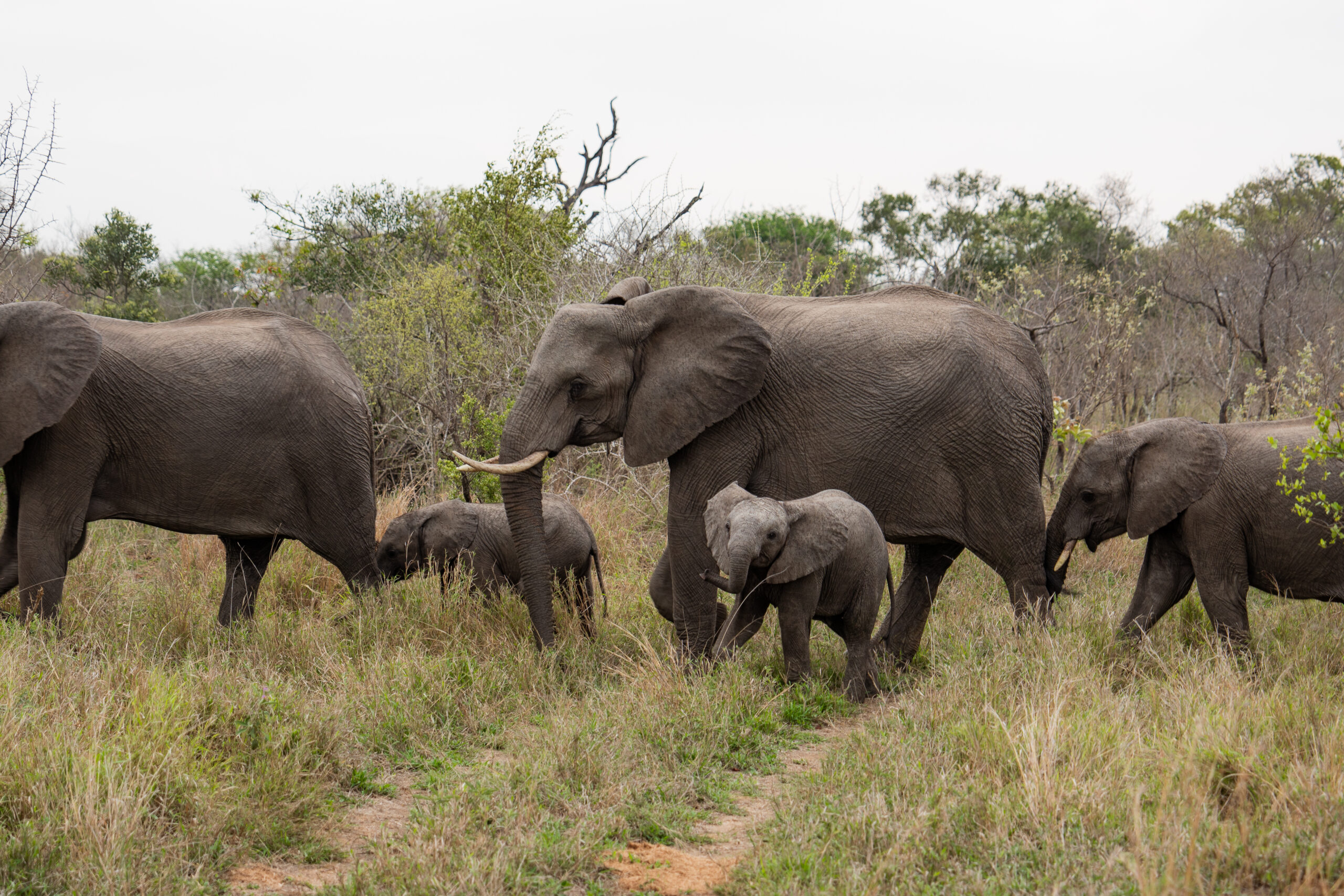 a herd of elephants including two babies in kruger national park