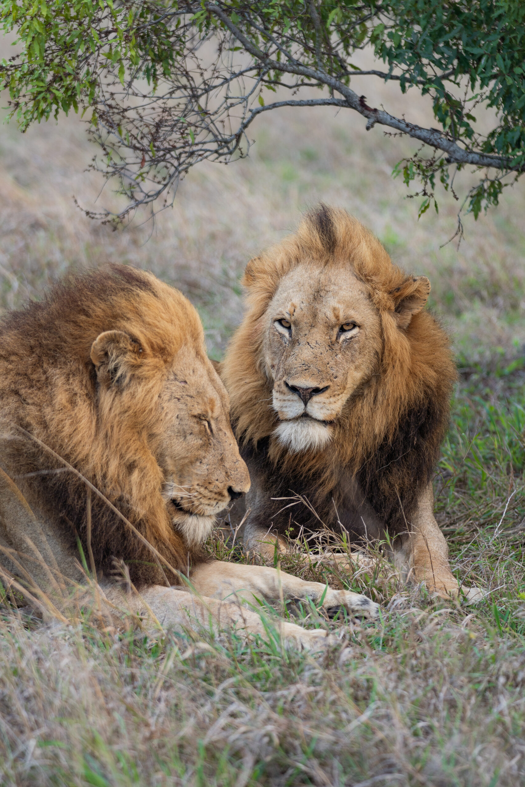 two lions in kruger national park laying down