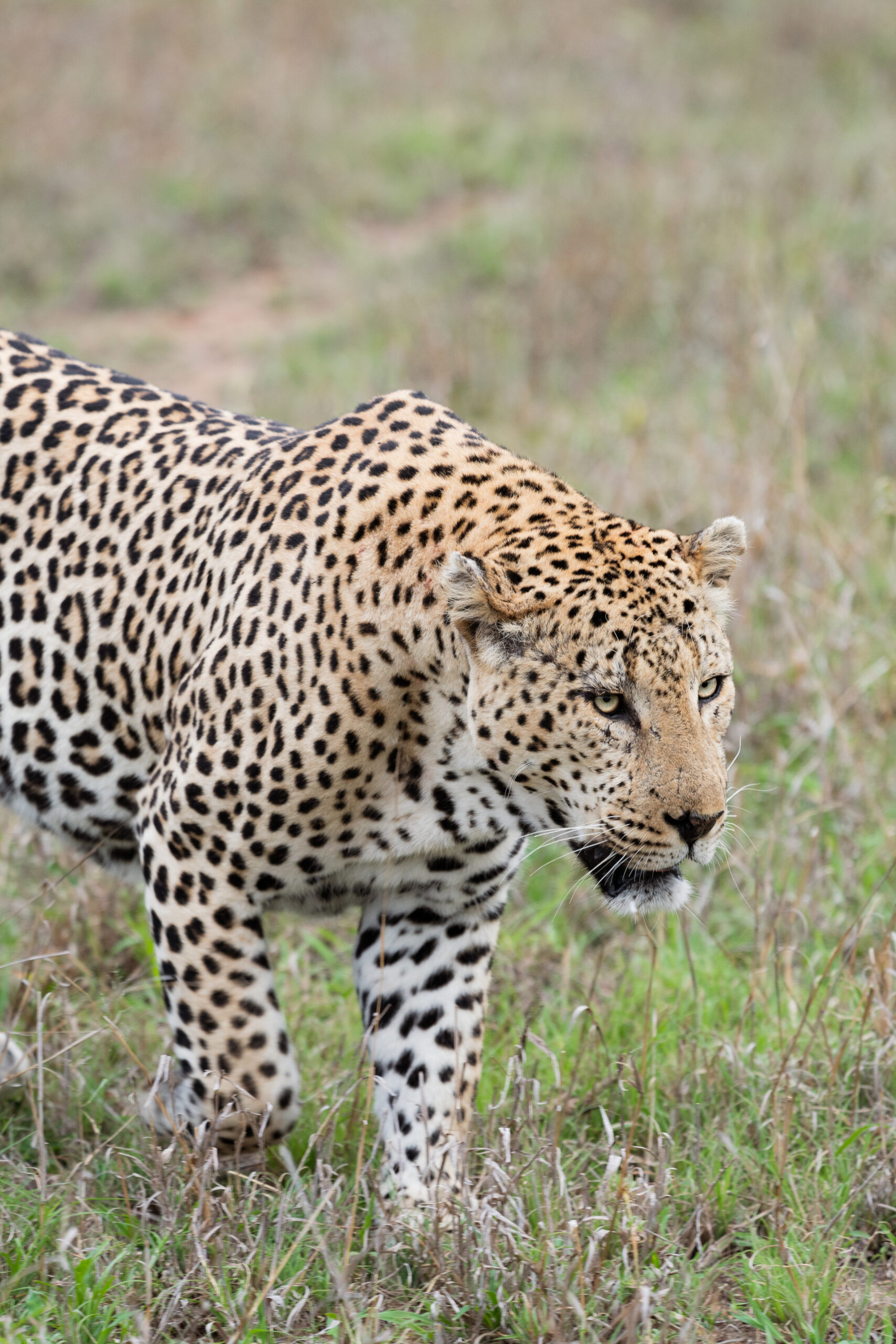 leopard in kruger national park