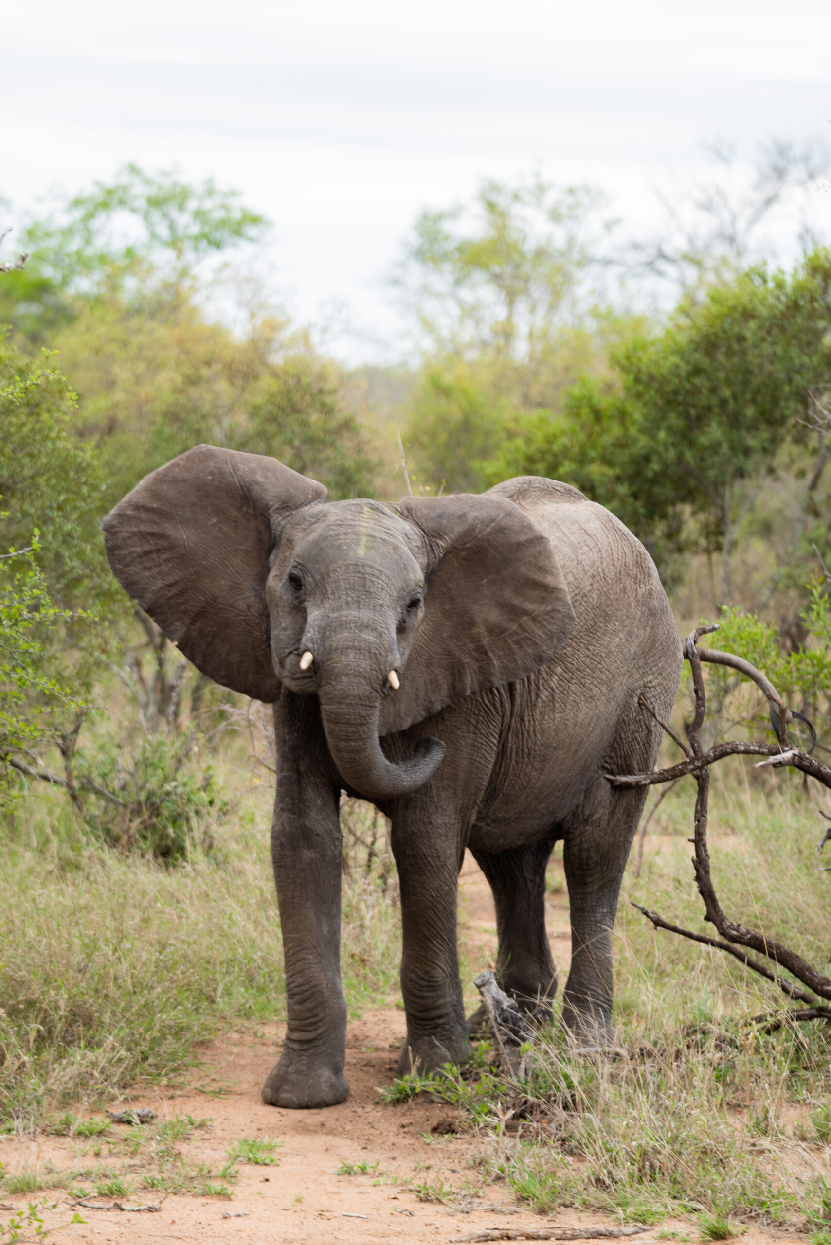 one elephant facing the camera in kruger national park