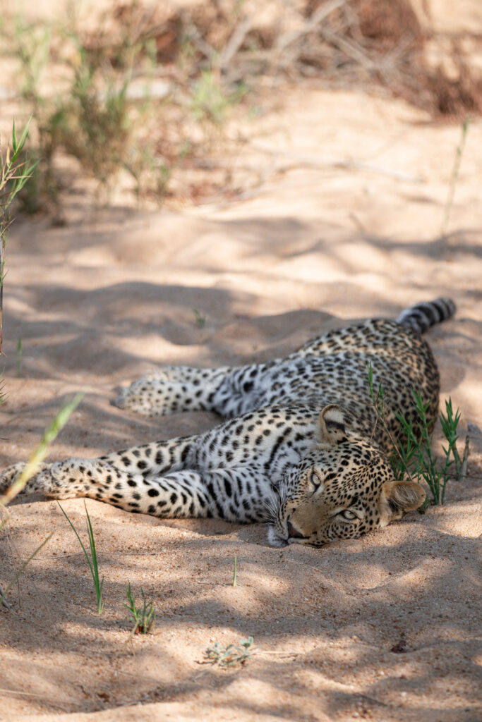 leopard laying on its side in the road in kruger national park