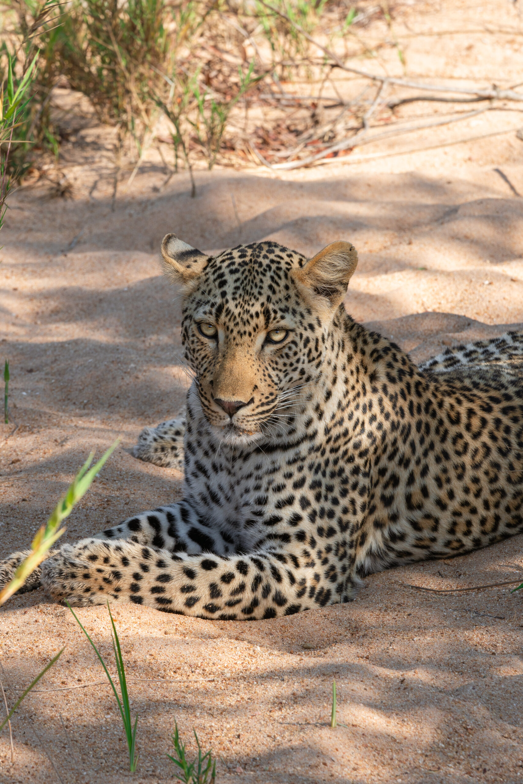 leopard in kruger national park