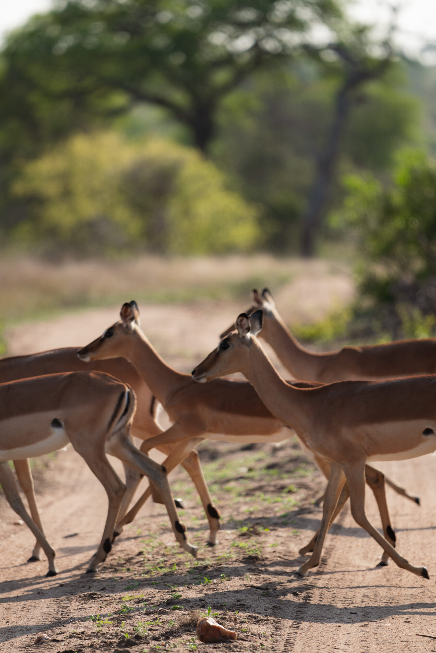 antelope in kruger national park