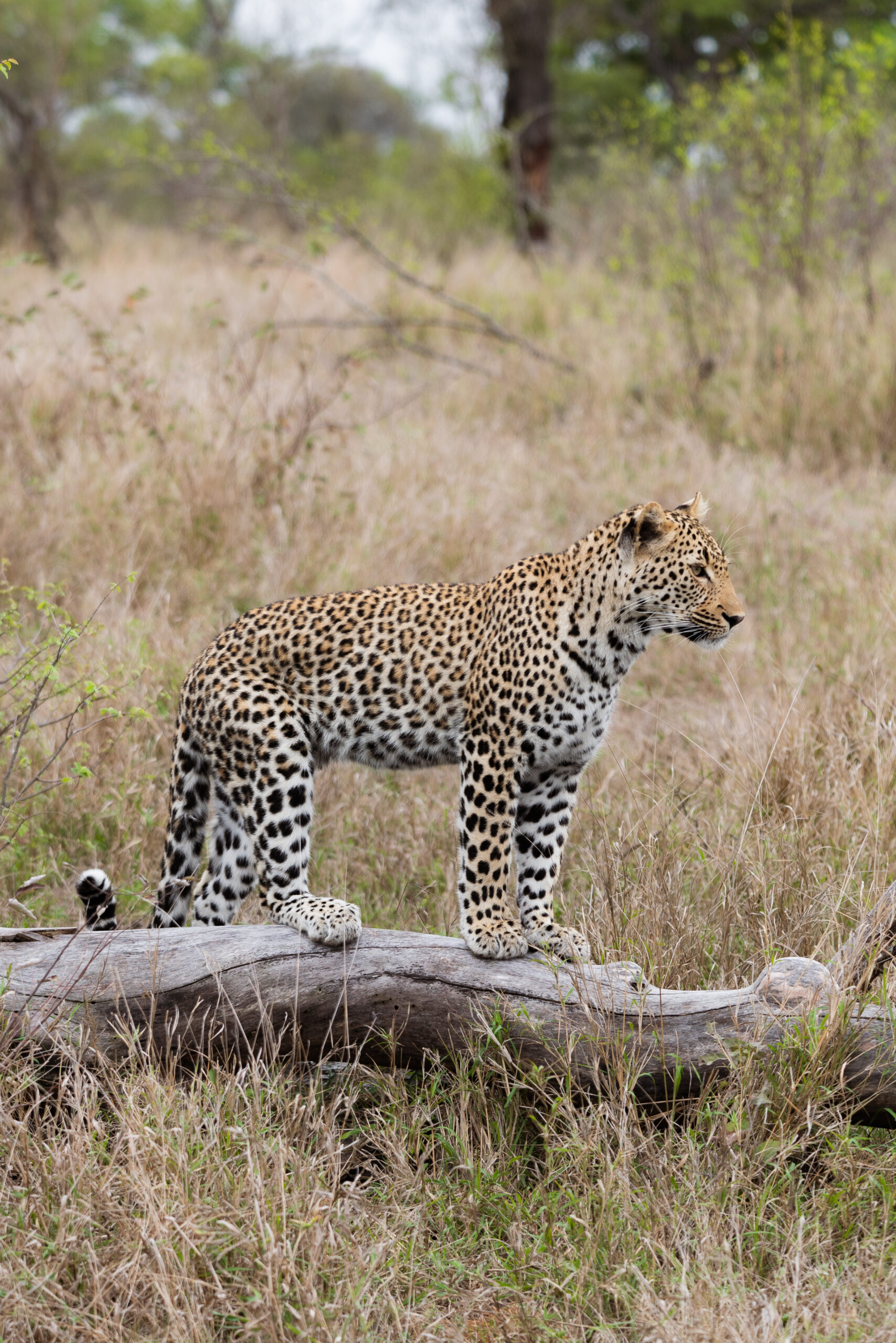 leopard in kruger national park standing on a log